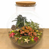 Weihnachts-Set „Bolder Bob Bonsai“ – DIY-Bonsai-Arrangement