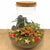 Weihnachts-Set „Bolder Bob Bonsai“ – DIY-Bonsai-Arrangement