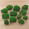 Kissenmoos – Leucobryum glaucum