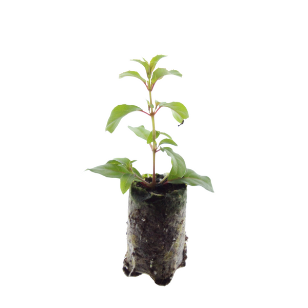 Fuchsie – Fuchsia – Ansicht 3