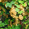 Weiße Johannisbeere ‚Witte Parel' – Ribes rubrum – Ansicht 5