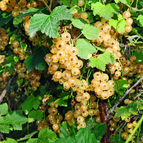 Weiße Johannisbeere ‚Witte Parel' – Ribes rubrum – Ansicht 5