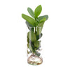 Clusia rosea
