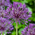 Zierlauch ‚Purple Rain' – Allium – 40 Stück