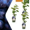 Weinrebe – Vitis vinifera – 3 Stück