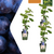 Weinrebe – Vitis vinifera – 3 Stück