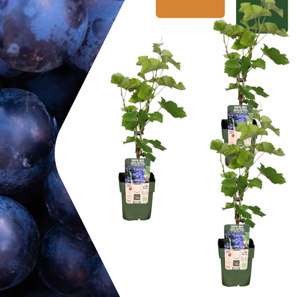 Weinrebe – Vitis vinifera – 3 Stück