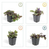 Kriechender Günsel ‚Burgundy Glow' – Ajuga reptans – Ansicht 4