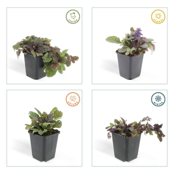 Kriechender Günsel ‚Burgundy Glow' – Ajuga reptans – Ansicht 4