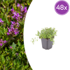 Sand-Thymian – Thymus serpyllum