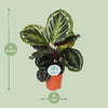 Calathea roseopicta ‚Medallion' – Ansicht 2