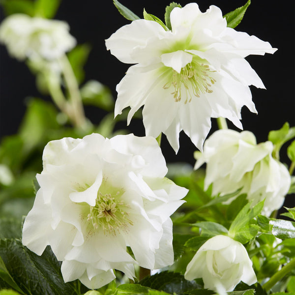 Lenzrose ‚Double Ellen White' – Helleborus orientalis – Ansicht 4