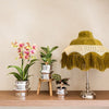 Philodendron ‚White Measure' – Ansicht 7