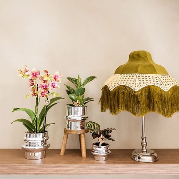 Philodendron ‚White Measure' – Ansicht 7