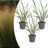 Rutenhirse ‚Rotstrahlbusch' – Panicum virgatum – 3 Stück