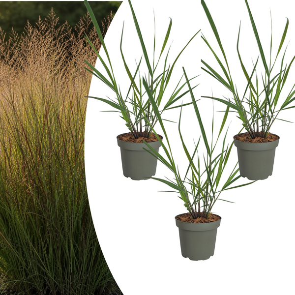 Rutenhirse ‚Rotstrahlbusch' – Panicum virgatum – 3 Stück
