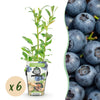 Heidelbeere ‚Northland' – Vaccinium corymbosum