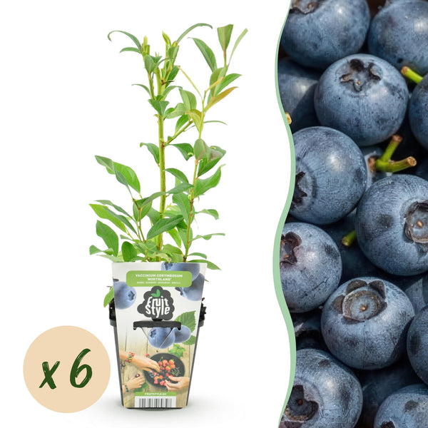 Heidelbeere ‚Northland' – Vaccinium corymbosum