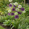 Zierlauch-Mischung Lila-Weiß – Allium – Ansicht 2