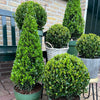 Stechpalme Pyramide – Ilex – Ansicht 3