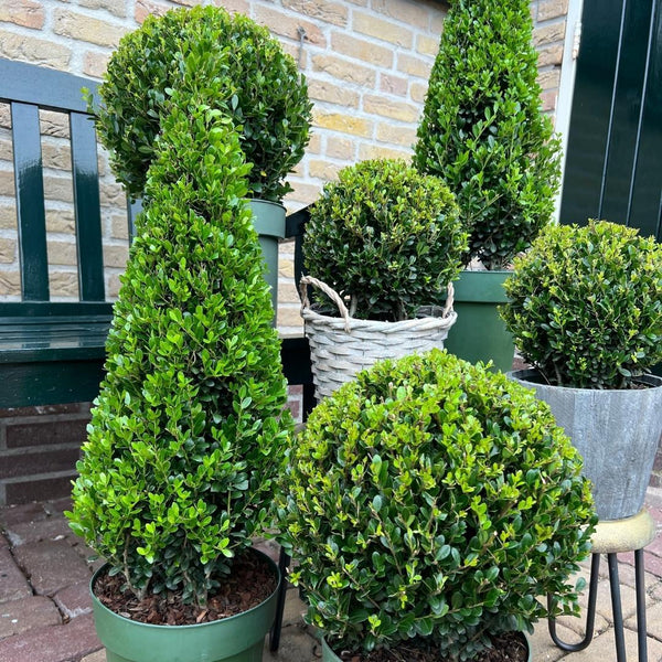 Stechpalme Pyramide – Ilex – Ansicht 3