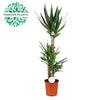 Riesen-Palmlilie – Yucca elephantipes