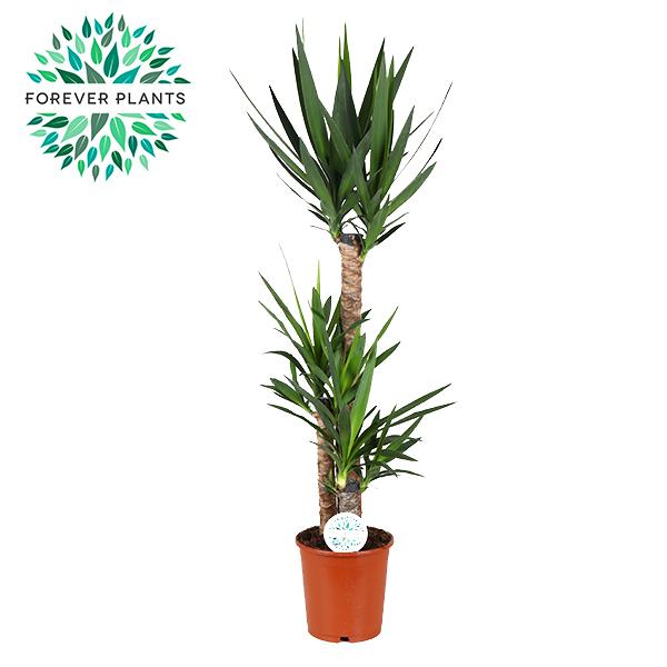 Riesen-Palmlilie – Yucca elephantipes