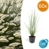 Lampenputzergras ‚Hameln' – Pennisetum alopecuroides