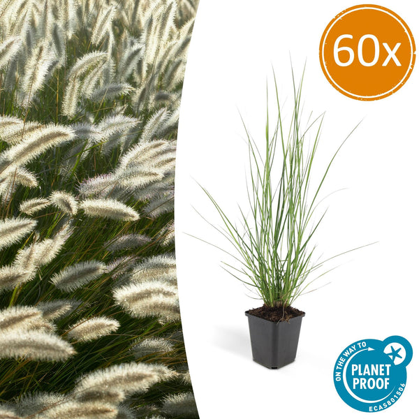 Lampenputzergras ‚Hameln' – Pennisetum alopecuroides