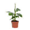 Banane ‚Tropicana' – Musa – Ansicht 2