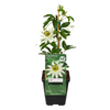 Passionsblume ‚Constance Elliott' – Passiflora caerulea – Ansicht 2