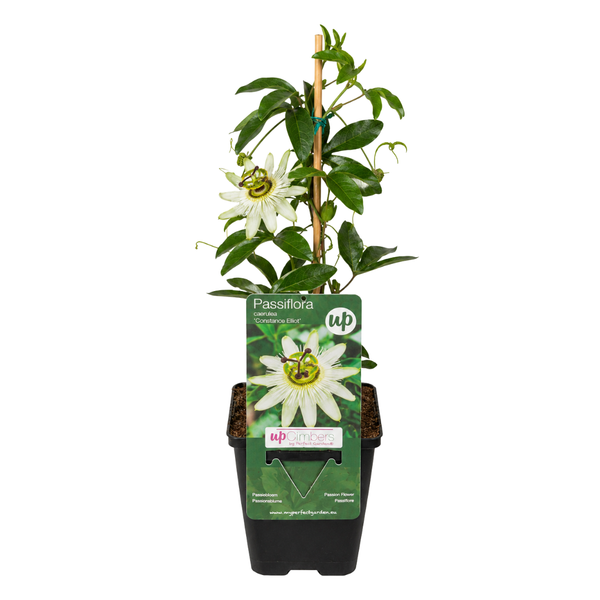 Passionsblume ‚Constance Elliott' – Passiflora caerulea – Ansicht 2