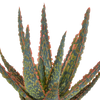 Aloe zebrina ‚Dannyz' – Ansicht 3