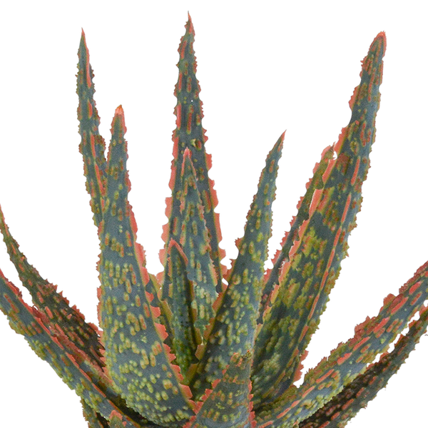 Aloe zebrina ‚Dannyz' – Ansicht 3