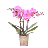 Orchideen-Duo – 2 Schmetterlingsorchideen mit Übertöpfen – im Set enthalten: Schmetterlingsorchidee ‚Mineral Frederikstad' – Phalaenopsis