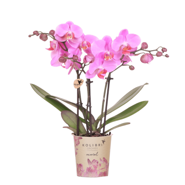 Orchideen-Duo – 2 Schmetterlingsorchideen mit Übertöpfen – im Set enthalten: Schmetterlingsorchidee ‚Mineral Frederikstad' – Phalaenopsis