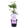 Waldrebe ‚Hagley Hybrid' – Clematis – Ansicht 2