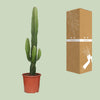 Wolfsmilch – Euphorbia acrurensis – Ansicht 3