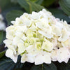 Bauernhortensie ‚Endless Summer The Bride' – Hydrangea macrophylla – Ansicht 5