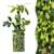 Hopfen ‚Nordbrau' – Humulus lupulus – 1 Stück