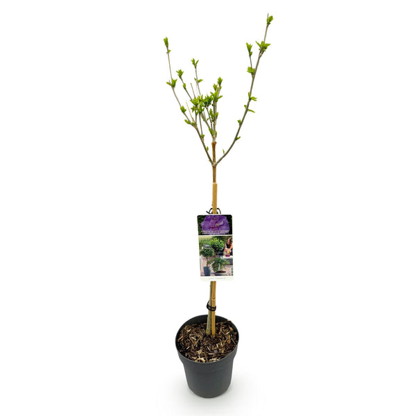 Garteneibisch Stämmchen ‚Lavender Chiffon' – Hibiscus syriacus – Ansicht 2