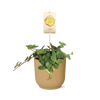 Zwergpfeffer ‚Hope' – Peperomia