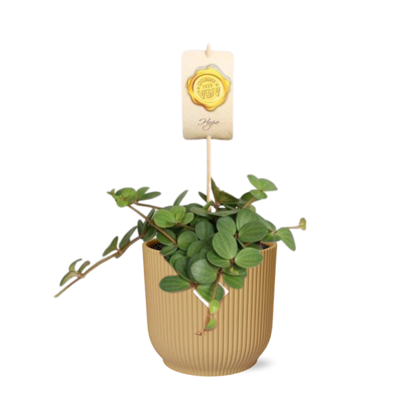 Zwergpfeffer ‚Hope' – Peperomia