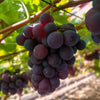Weinrebe ‚Vanessa' – Vitis vinifera – Ansicht 5