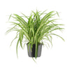 Grünlilie ‚Variegatum' – Chlorophytum comosum – Ø 17 cm · 30 cm, ohne Übertopf