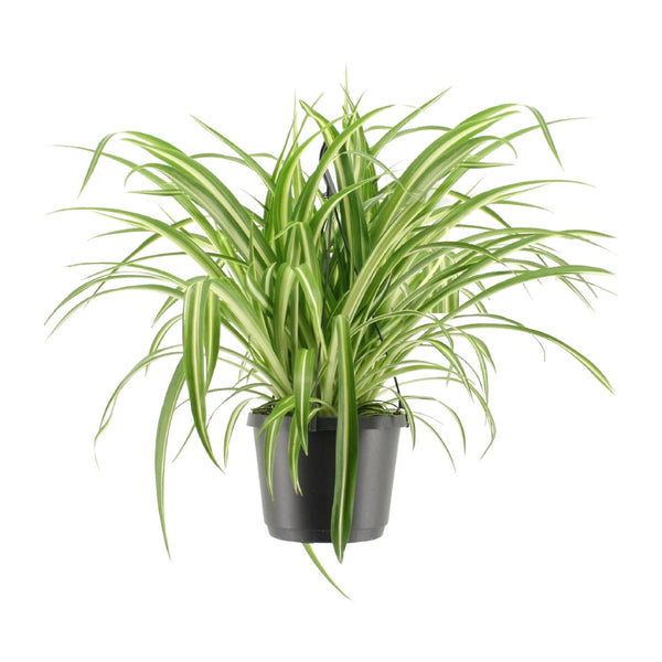 Grünlilie ‚Variegatum' – Chlorophytum comosum – Ø 17 cm · 30 cm, ohne Übertopf