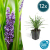 Lilientraube ‚Big Blue' – Liriope muscari