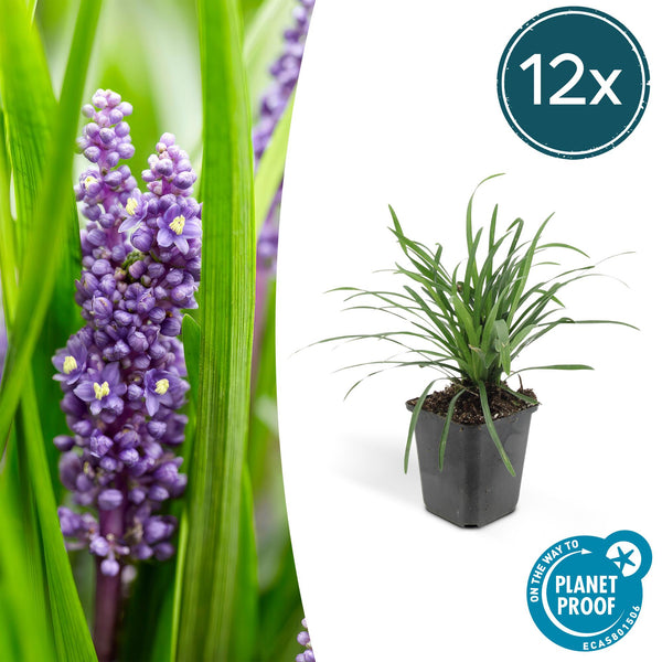 Lilientraube ‚Big Blue' – Liriope muscari