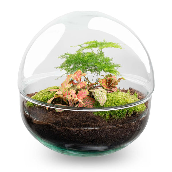 Flaschengarten-Set „Dome" – DIY-Terrarium im Kugelglas – Ansicht 3