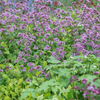 Dost ‚Herrenhausen' – Origanum laevigatum – Ansicht 7
